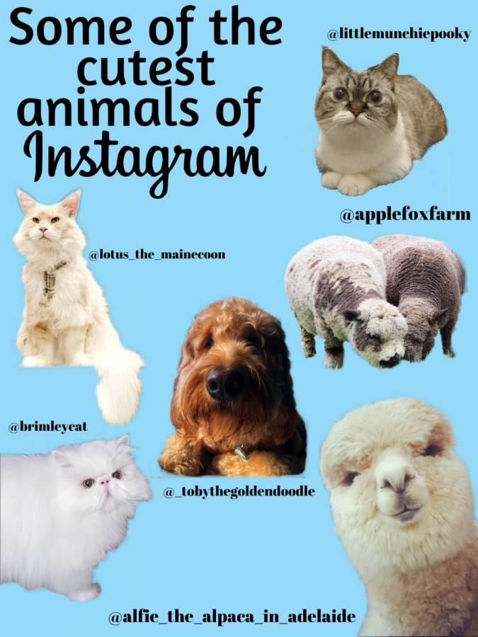 Animals of Instagram guaranteed to brighten spirits – The Eyrie